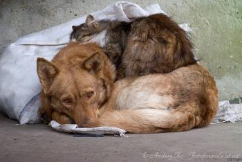 В Жиздринском районе небрежно подошли к вопросу отлова бездомных животных