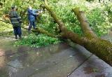 Ветер повалил деревья в Калуге