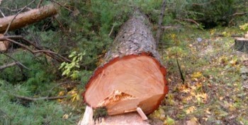 Калужанин незаконно спилил деревья в особо защитном лесу