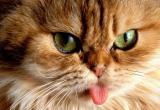 Депутат предложил законодательно запретить наказывать котиков