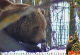 Фото: скрин канала Медведь Мансур - Mansur the Bear, https://youtu.be/pgFwPGZQ5b0