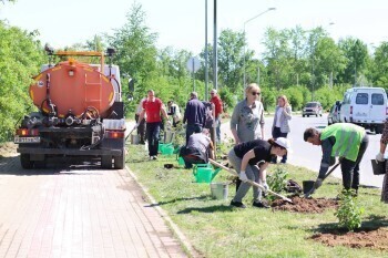 На Правобережье в Калуге высадили 50 молодых сиреней