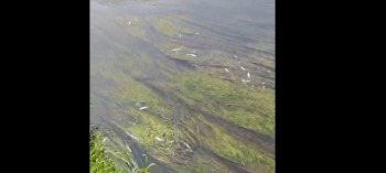Природоохранная прокуратура выясняет причину мора рыбы в Протве