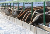Сразу две семейные животноводческие фермы открылись в Барятинском районе