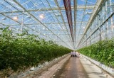 В Калужской области появится крупнейшее в мире тепличное хозяйство