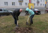В микрорайоне "Кошелев" посадили 200 молодых деревьев!