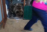 В Калугу приедет медвежонок-сирота с Камчатки
