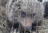 В Калугу приедет медвежонок-сирота с Камчатки