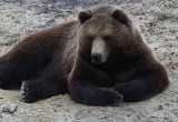 Калужскому медведю Мансуру готовят в подарок "аквапарк" (фото) 