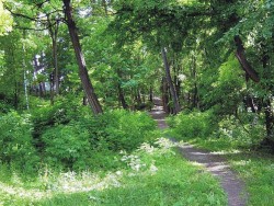 Барсуковский лес