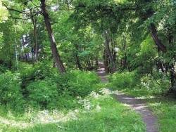 Барсуковский лес, Калуга