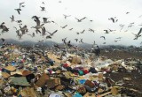 Птицы со свалки в Ждамирово ставят под вопрос безопасность авиаперелетов из Калуги