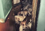В Калуге волонтеры спасли из ада 40 собак