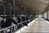Крупнейший калужский молочный завод рискует обанкротиться