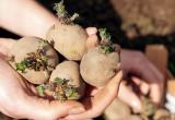В Калужской области отпразднуют «день картофеля»