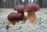 Съедобные лесные грибы обнаружились в калужском парке