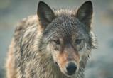 В центре Калуги была обнаружена волчица