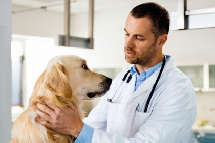 Прием ветеринарного врача узкой специализации