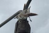В Калуге спасли застрявшую чайку