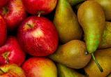 На свалку отправлено 65 тонн свежих яблок и груш