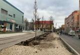 На улице Плеханова высаживают липы
