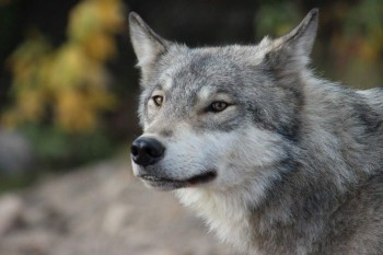 Волки в центре Калуги напугали калужан
