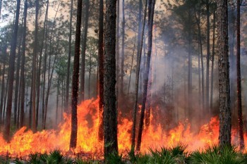 Калужская область продолжает страдать от лесных пожаров