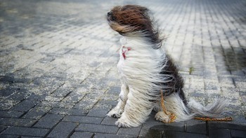 МЧС предупреждает о сильном ветре
