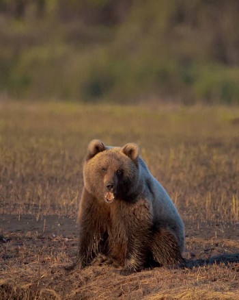 В Калужской области обитает около 20 бурых медведей