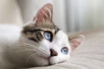 Ветеринары достали инородное тело из желудка кошки