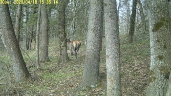 Фотоловушка поймала пару благородных оленей в калужском заповеднике