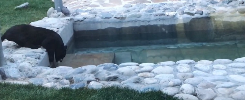 Ягуар Коко, скриншот из видео зоопарка "Биосфера"