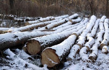 Калужанин вырубил лес на 65 000 рублей