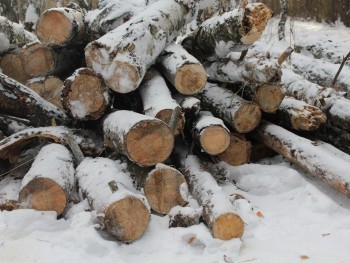 В Калужской области вырубили лес на 615 000 рублей