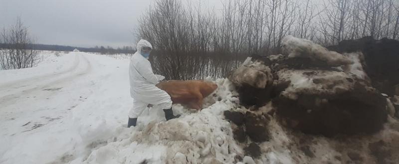 Фото Комитета ветеринарии при Правительстве Калужской области