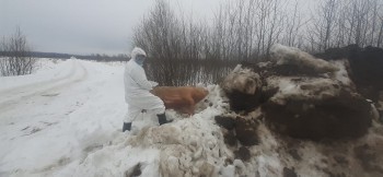 Ветеринары проверяли подозрительный труп свиньи под Калугой
