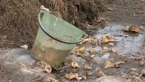 Не надо прикармливать животных во дворах! Не надо прикармливать животных во дворах!