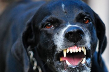 Агрессивный пес напал на 10-летнюю школьницу