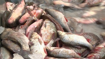 Горе-рыбаки уничтожили мальков рыб на 5 млн рублей