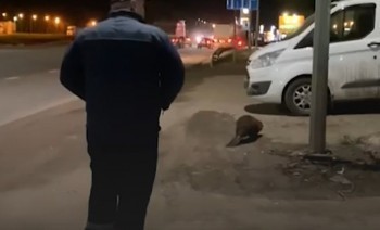 Бобер заблокировал дорогу в Обнинске (видео)