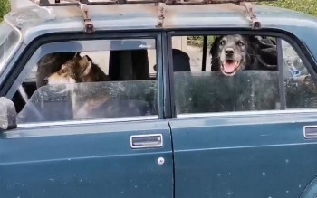 В Рязани в кадр попала собака - "водитель" за рулем автомобиля