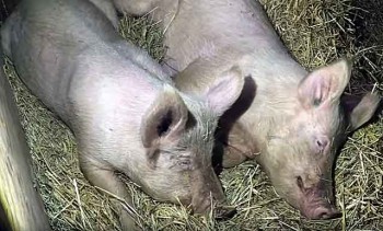 Ещё в одном районе Калужской области обнаружены заражённые чумой свиньи