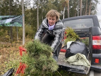 В Калужской области высадили 3000 молодых елей