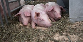 Новые случаи африканской чумы свиней в Калужской области привели к карантину