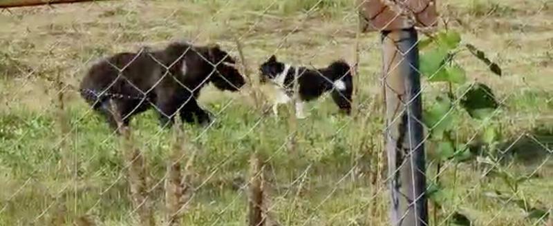 Собак притравливают на медведя, фото волонтеров движения помощи животным Helpni