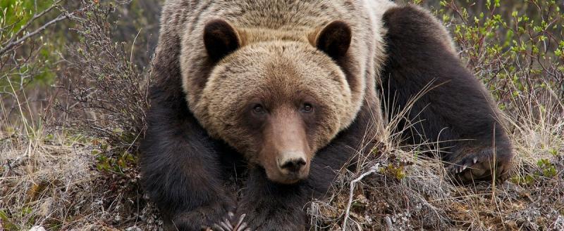 Владельца притравочной станции оштрафовали за использование краснокнижного медведя