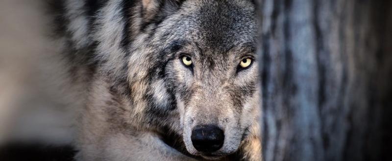В Калужской области волки начали охотиться на домашних овец 