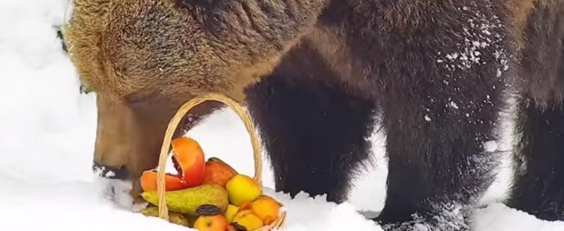 Калужский медведь Мансур отметил День рождения