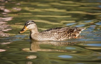 В Калужской области остаётся зимовать всё больше водоплавающих птиц