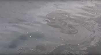 Река в Людиново покрылась масляными пятнами